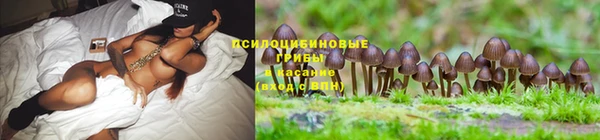 ГАЛЛЮЦИНОГЕННЫЕ ГРИБЫ Елизово